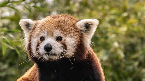 Download Wallpaper 1920x1080 Red Panda Cute Animal Full Hd Hdtv Fhd