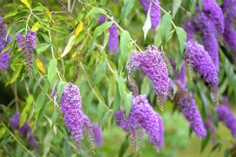 How To Grow And Care For A Butterfly Bush