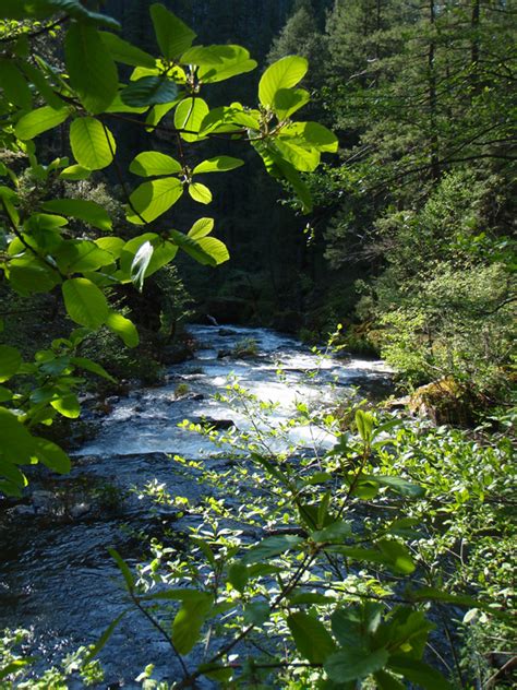 Vacation rentals available for short and long term stay on vrbo. Squaw Valley Creek: Cabin Creek Trailhead to McCloud River ...