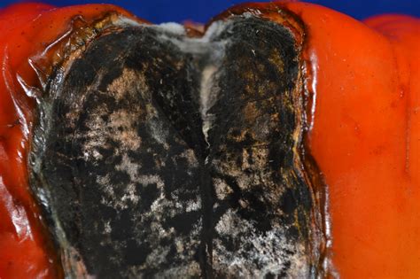 Indeed, such is the case of pseudomonas, and its model organisms p. University of Illinois Plant Clinic: Pepper -Which came ...