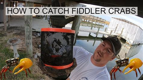 The fiddler crab is in the malacostraca class. How to catch Fiddler crabs - YouTube
