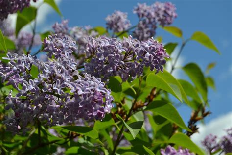 Mooie En Aparte Bomen Voor Een Kleine Tuin Tijd Voor Je Tuin