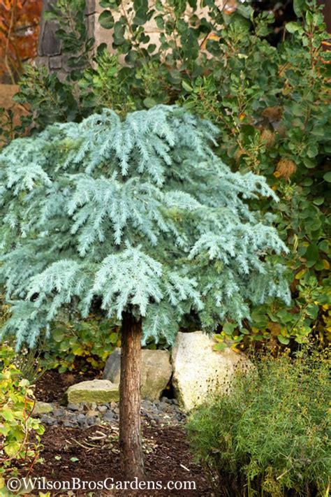 Buy Divinely Blue Weeping Deodar Cedar Tree Free Shipping For Sale