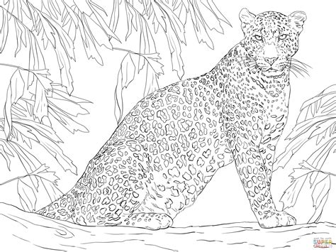 Ausmalbild Leopard Auf Einem Baum Ausmalbilder Kostenlos Zum Ausdrucken