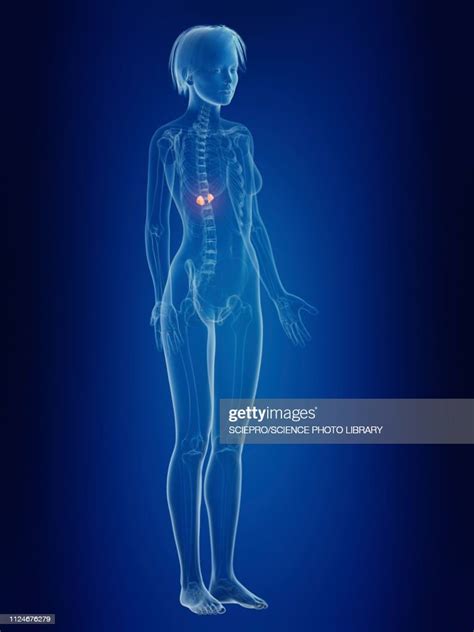 Illustration Of A Womans Painful Adrenal Glands High Res Vector Graphic