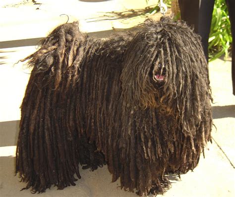 Puli information including personality, history, grooming, pictures, videos, and first, there are those dreadlocks, the instantly recognizable feature of the puli (pronounced the puli of drover has been an integral part of the lives of hungarian shepherds for more than 1000 years. Puli - Hungarian dog | The Puli is a medium-small breed of ...