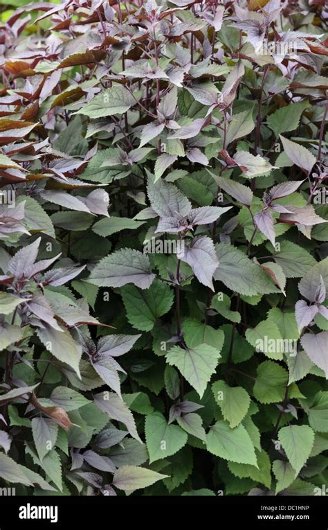 White Snakeroot Ageratina Altissima Chocolate Syn Eupatorium