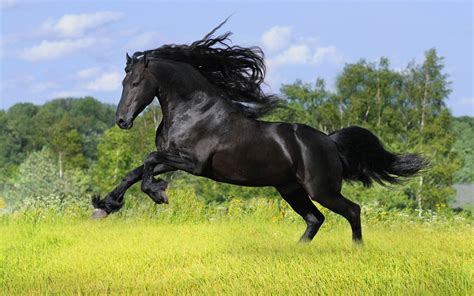 Galloping Horse 4k Ultra Hd Wallpaper Background Image 3840x2400