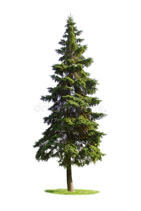 Giant Spruce Tree Stock Photo Image Of Woods Timber 3943854 Artofit
