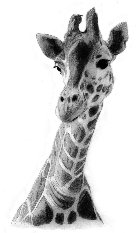 Giraffe Drawing by QZJavs on deviantART | Giraffe drawing, Giraffe art