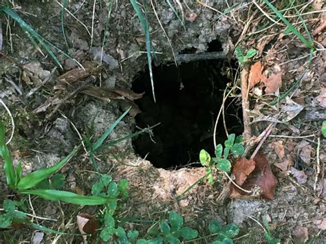 Mole Holes Vs Vole Holes Whats The Difference