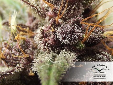 Blackberry kush is an indica weed strain that's popular in the medical cannabis community. Auto Blackberry Kush® - strain - Dutch Passion | Cannapedia