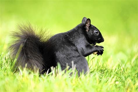 Black Squirrel Stands Out In A Sea Of Gray Chicago Tribune