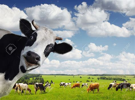 31 Very Funny Cows Images And Pictures