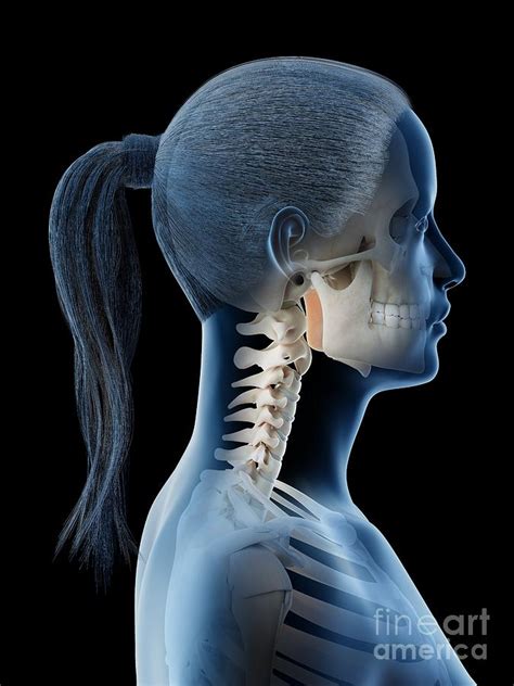 Female Head And Neck Anatomy Photograph By Sebastian Kaulitzki Science
