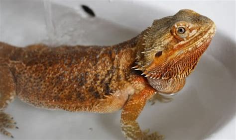 Fortunately bearded dragons as a whole are rather content to be picked up and interacted with on a regular basis. How to Make a Bearded Dragon Bath a TOTAL Success! (2021)