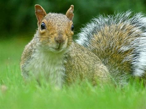 Brown Squirrel On Green Grass · Free Stock Photo