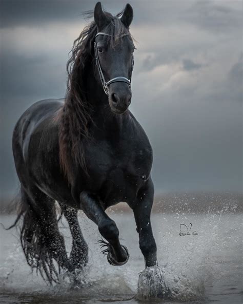 Most Beautiful Horses All The Pretty Horses Animals Beautiful