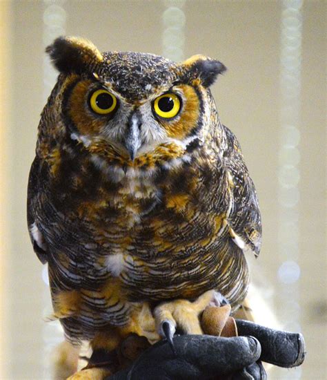 10 Gripping Great Horned Owl Facts Tara Wildlife