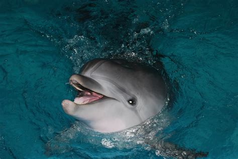 Friendly Or Frightening 11 Creepy Facts About Dolphins Stay Weird