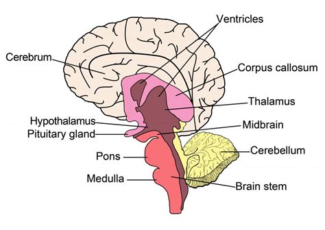 What Is The Difference Between The Thalamus And Hypothalamus