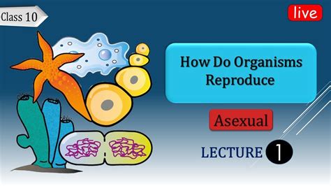 How Do Organisms Reproduce Asexual Reproduction Class 10 Part 1