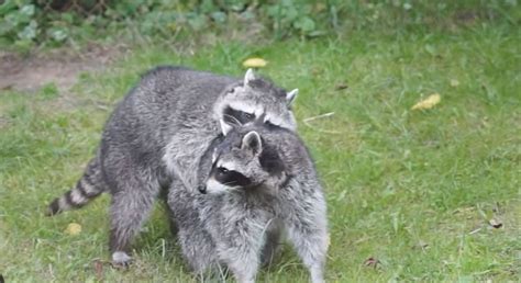 Do Raccoons Mate With Their Siblings