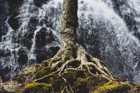 500 Tree Roots Pictures Hd Download Free Images On Unsplash