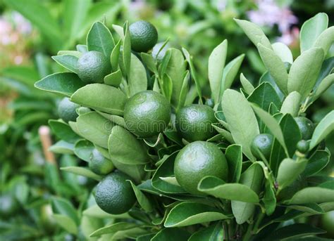 Green Oranges Stock Photo Image Of Bunch Group Harvest 46209386