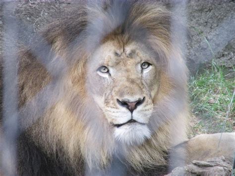 Male Lion Zoochat