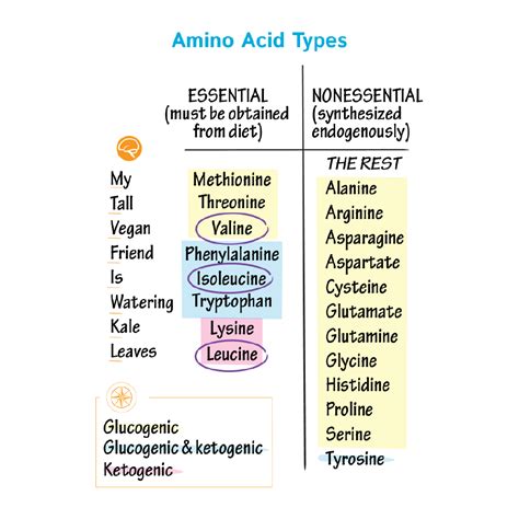 Biochemistry Glossary Amino Acid Types Ditki Medical And Biological