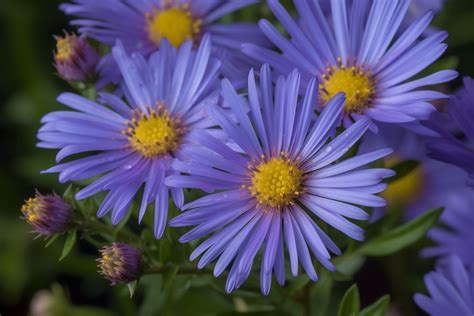 Blue Aster Flower Meaning Symbolism And Spiritual Significance Foliage