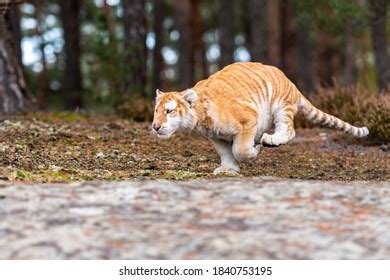Male Bengal Tiger Marking His Territoryimage Stock Photo 1840753195