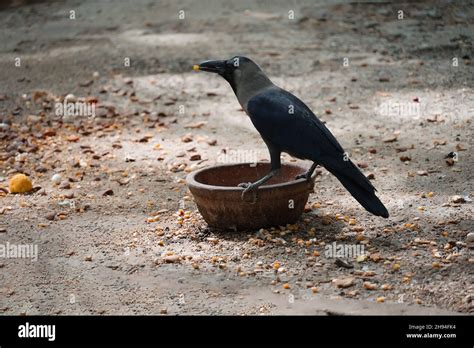 Thirsty Crow Drinking Water Image Outdoor Stock Photo Alamy