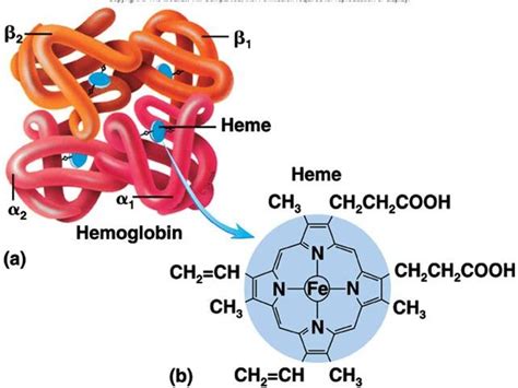 Hemoglobin Molecule Iron Binding Heme Group Surrounded By Four Protein