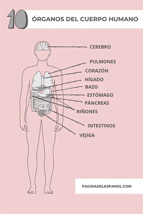Una Infografía Con El Vocabulario Necesario Para Hablar Sobre 10 órganos Del Cuerpo Humano ¿qué
