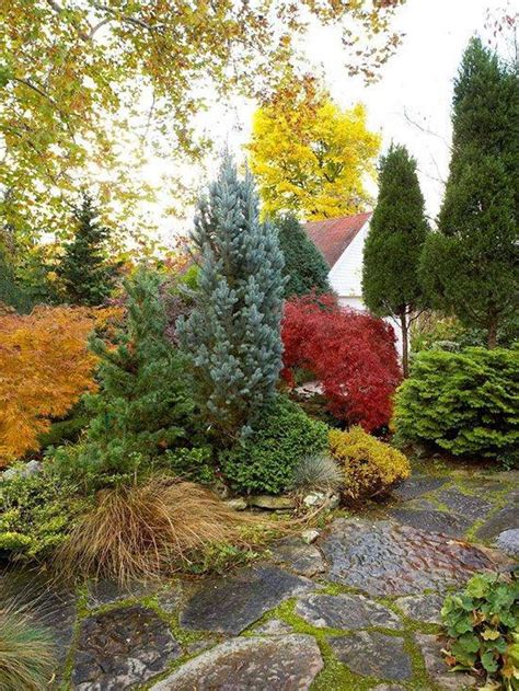 Good Pine Trees In Front Yard Fall Landscaping Evergreen Landscape