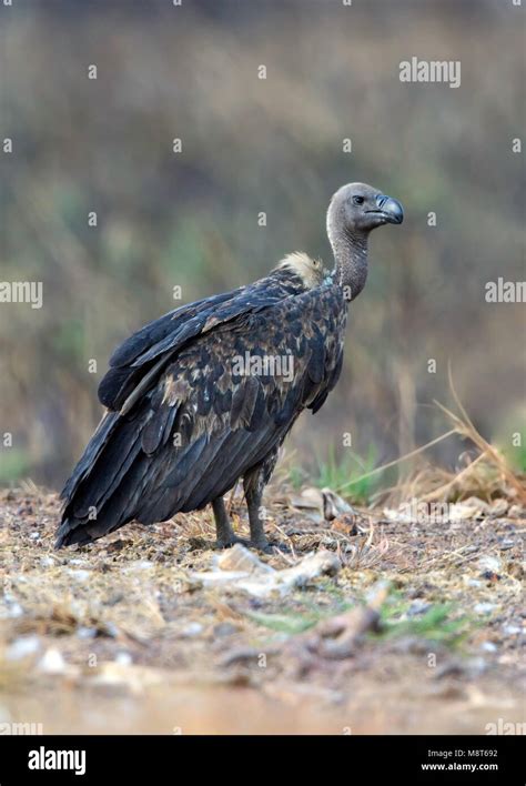 Bengaalse Gier White Rumped Vulture Gyps Bengalensis Stock Photo Alamy