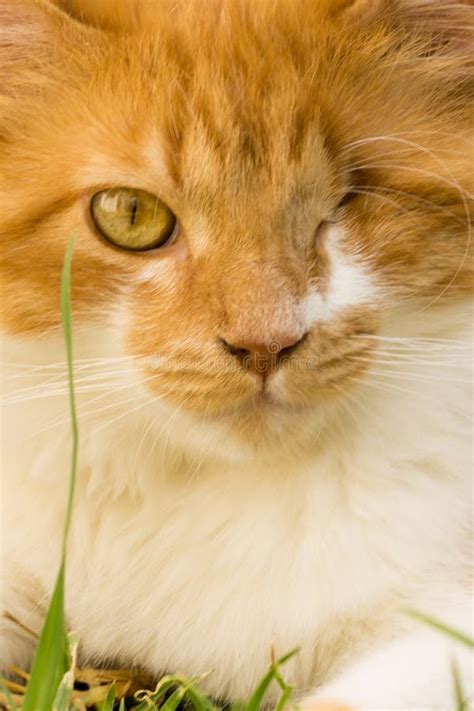 Ginger One Eye Cat Closeup Stock Image Image Of Feline 93457839