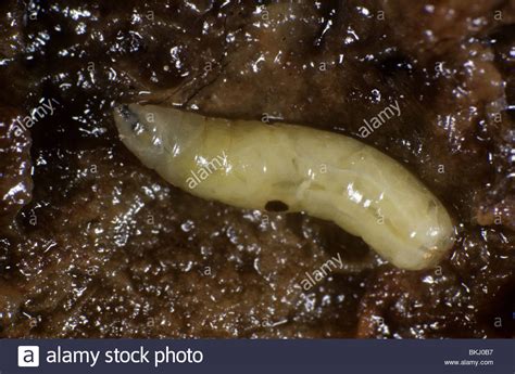 https://www.alamy.pt/foto-imagem-mosca-da-fruta-ceratitis-capitata-larva-em-podridao-frutas-29284283.html