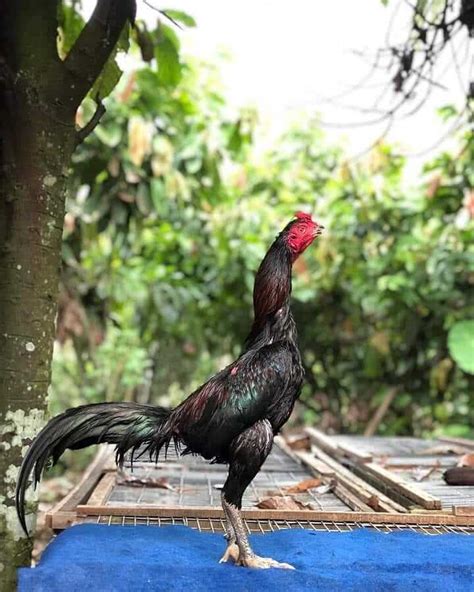 Ukuran kandan ayam bangkok paling ideal. 4+ Jenis Ayam Pama : IQ, Original, Mangon, Mathai, Gostan ...