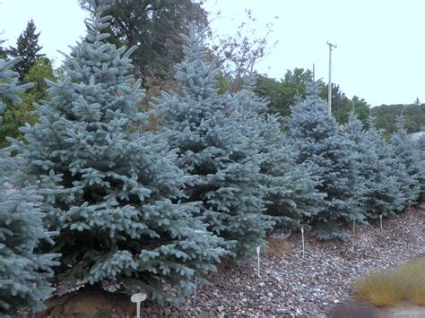 Evergreen Trees Archives Knechts Nurseries And Landscaping