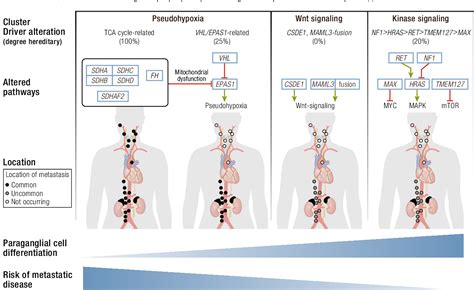 New Perspectives On Pheochromocytoma And Paraganglioma Toward A