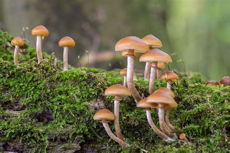 Medicinal Mushrooms History And Usages Worldatlas
