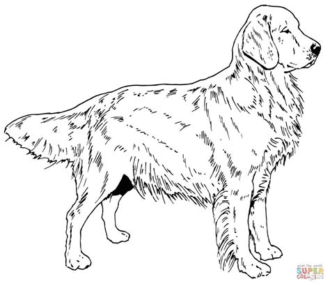 Labrador Coloring Page at GetColorings.com | Free printable colorings pages to print and color