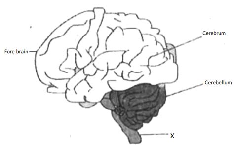 Human Brain Sketch Diagram