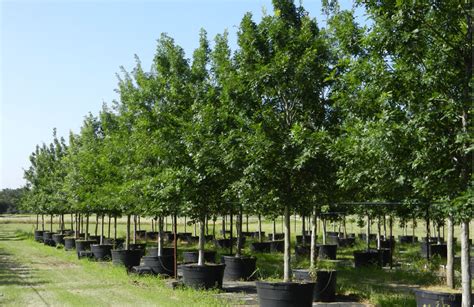 The full maturity happens after 30 years because it takes the tree a growth rate of 2 feet per year. Shumard Red Oak Tree Dallas, Fannin Tree Farm, Frisco, TX