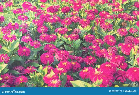 Zinnia Field Background Stock Image Image Of Outdoor 65221177