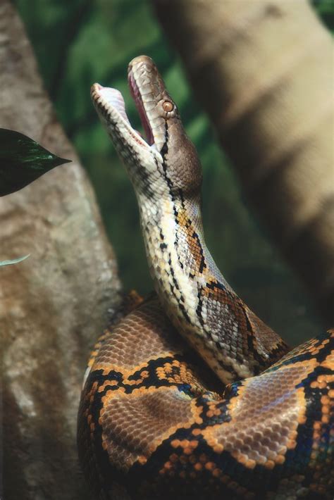 Reticulated Python Python Reticulatus Reticulated Python Snake