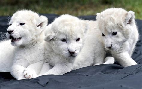 صور صغار الاسد الابيض White Lion Baby عالم الصور